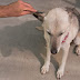 Dangers and Remedies of Fly Bites on Dogs' Ears