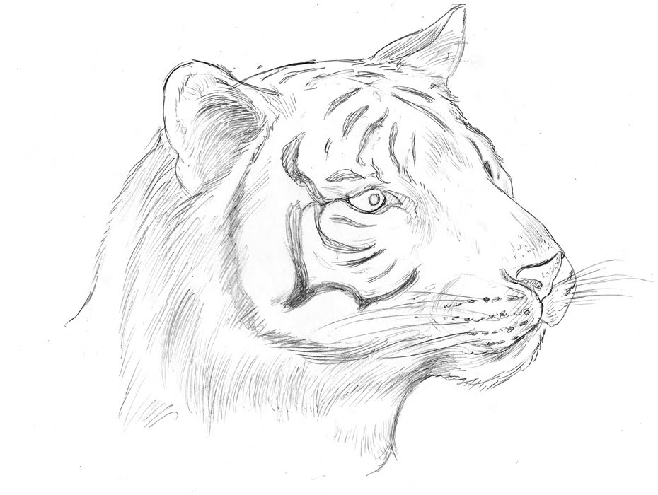 Картинки для срисовки тигра легкие