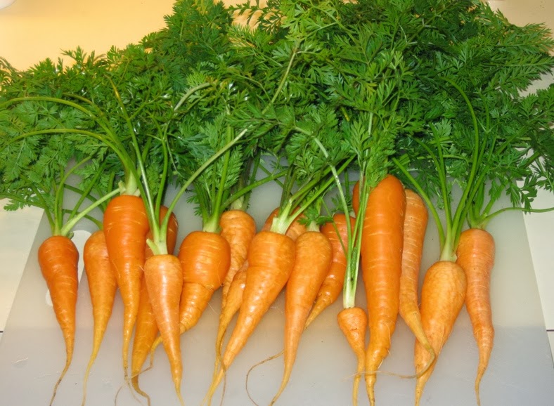 Green Meadows Community Garden Are Carrot Tops Edible?