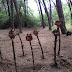 Escola da Floresta - Forest School em Portugal