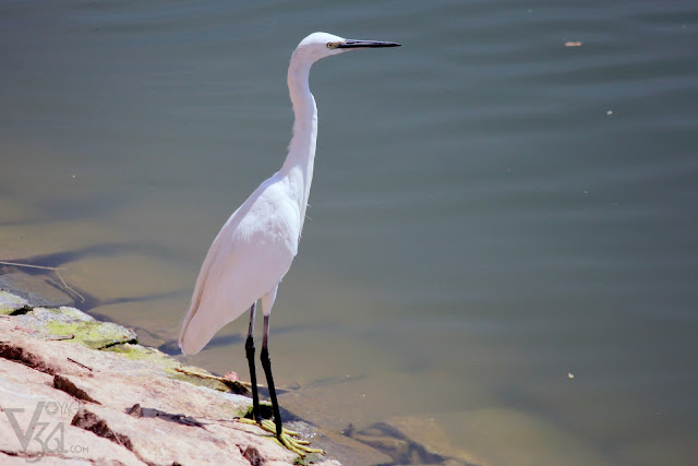 Little Egret Little Egret