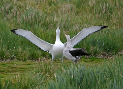 facts bird amazing windrush lower valley project