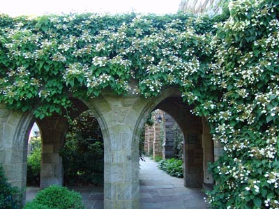 Got Shade Moonlight Japanese Hydrangea Vine