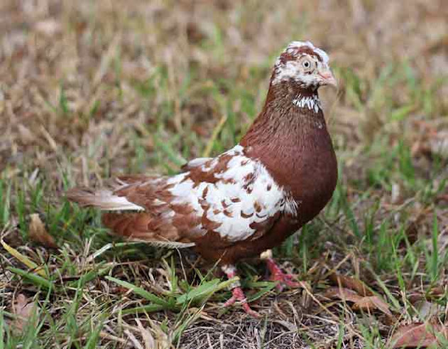 Gambar burung merpati jenis parlour