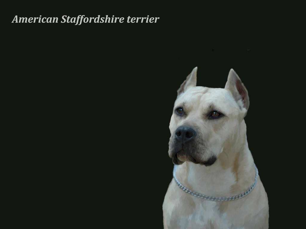 9 Amazing American Staffordshire Terrier Wallpapers