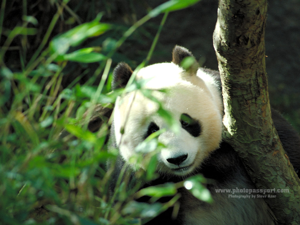 Unique Wallpaper Amazing Pandas