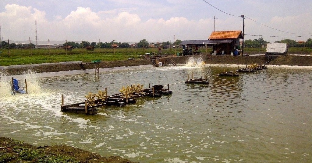 budidaya udang air tawar di kolam