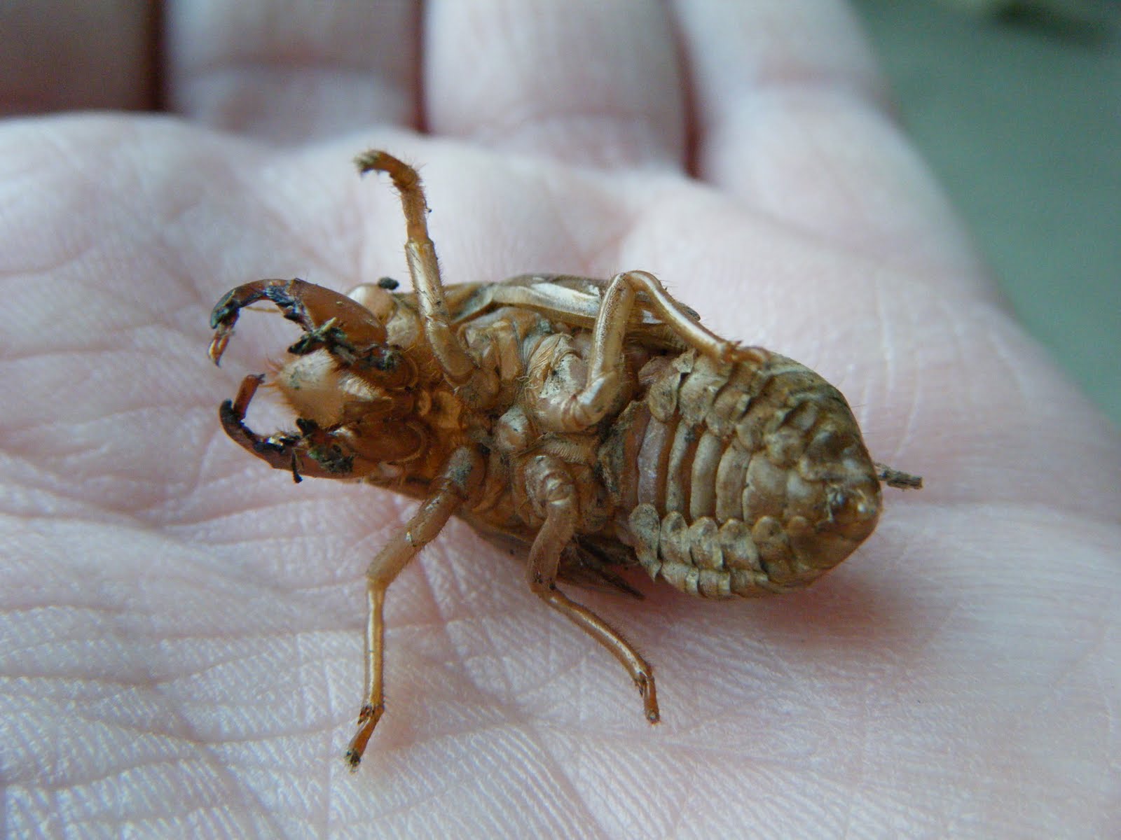 What About Pie Locust or Cicada?