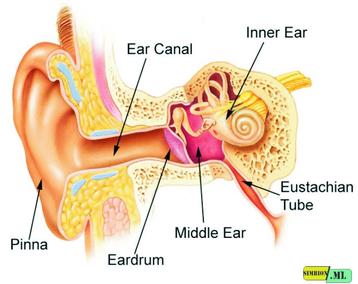 Part of Ear and Function + Picture Illustration Domain Biologi