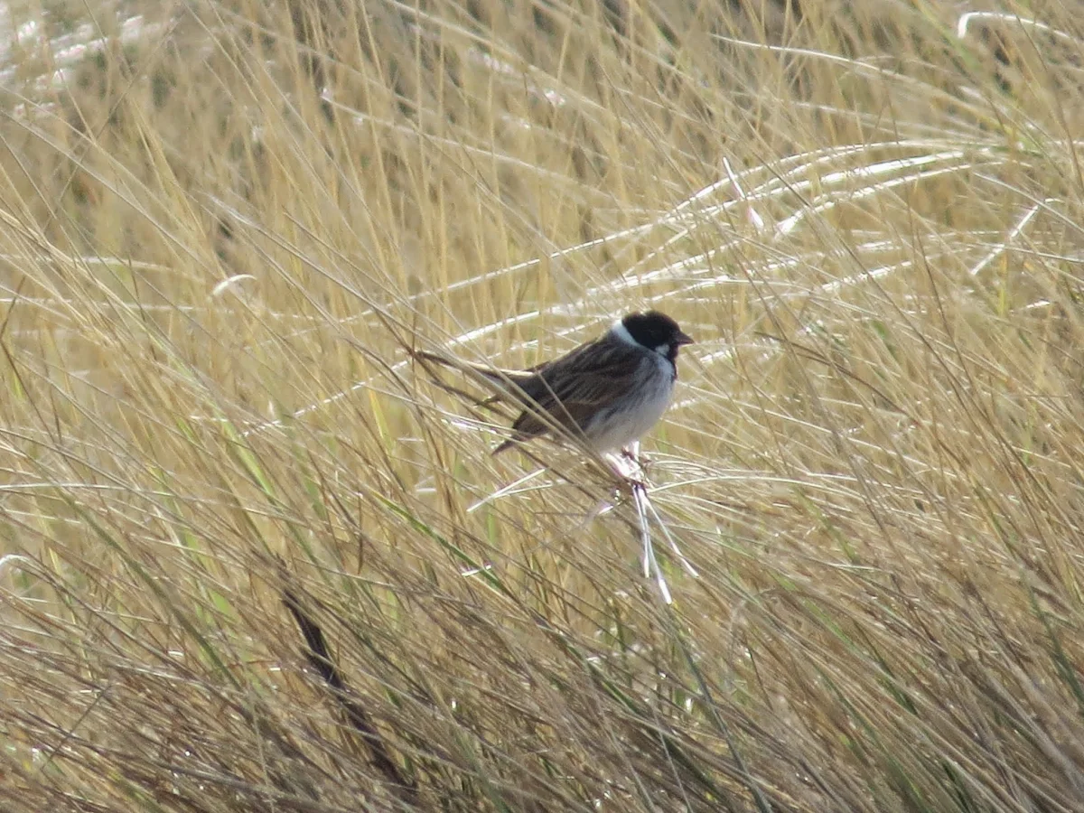 Reed Bunting on North Bull Island