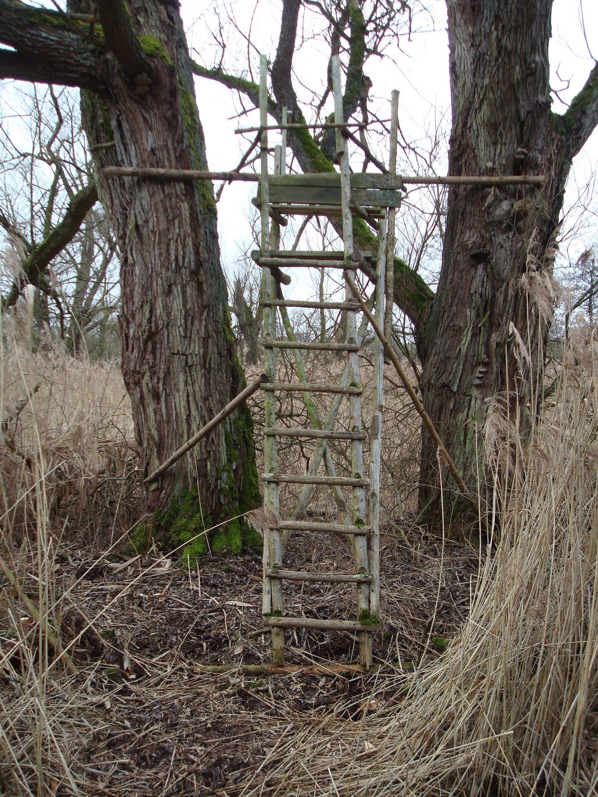 rowdy-in-germany-hunting-in-germany