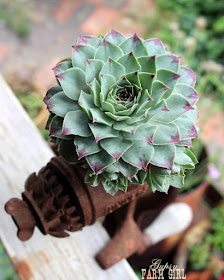 repurposed garden containers for succulents