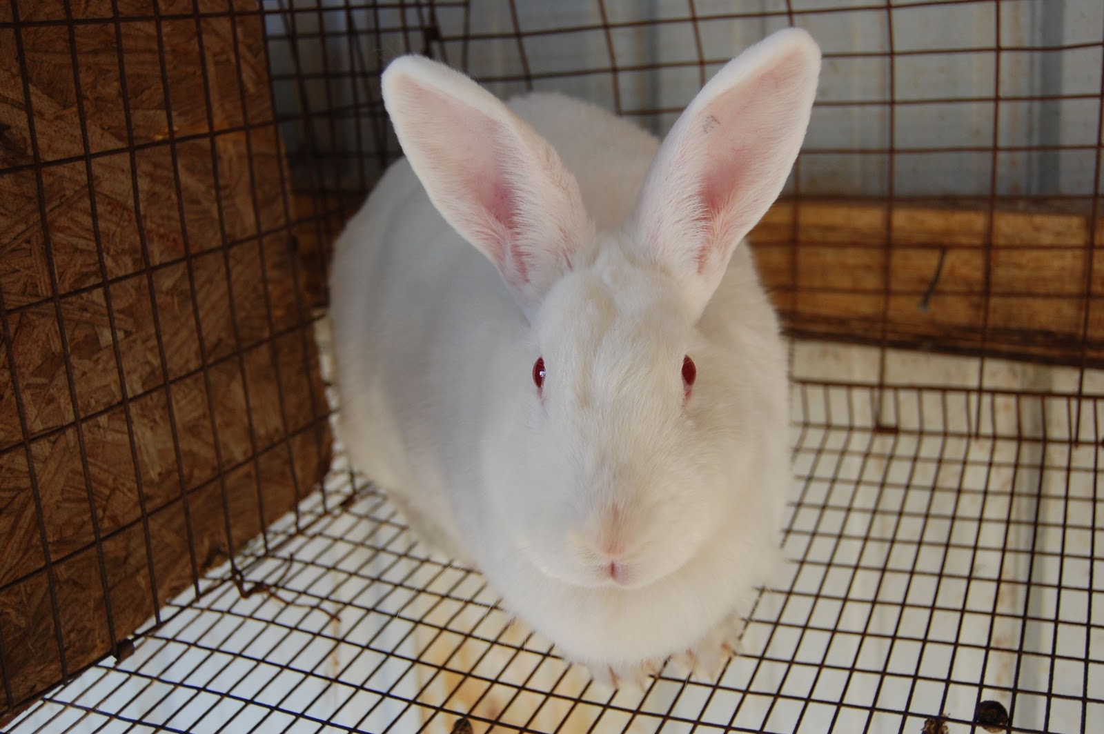 My Life as a Ranch Girl: Rabbits