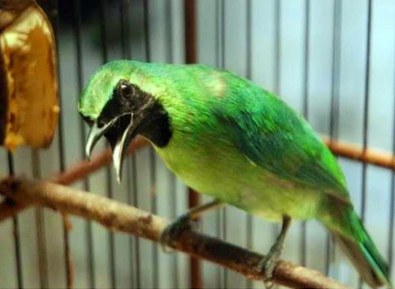 Cara Mudah Membedakan Burung Cucak Ijo Jantan Dan Betina Yang