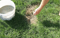 How To Overseed Your Lawn