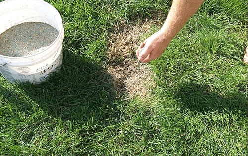 How To Overseed Your Lawn - Best Manual Lawn Aerator