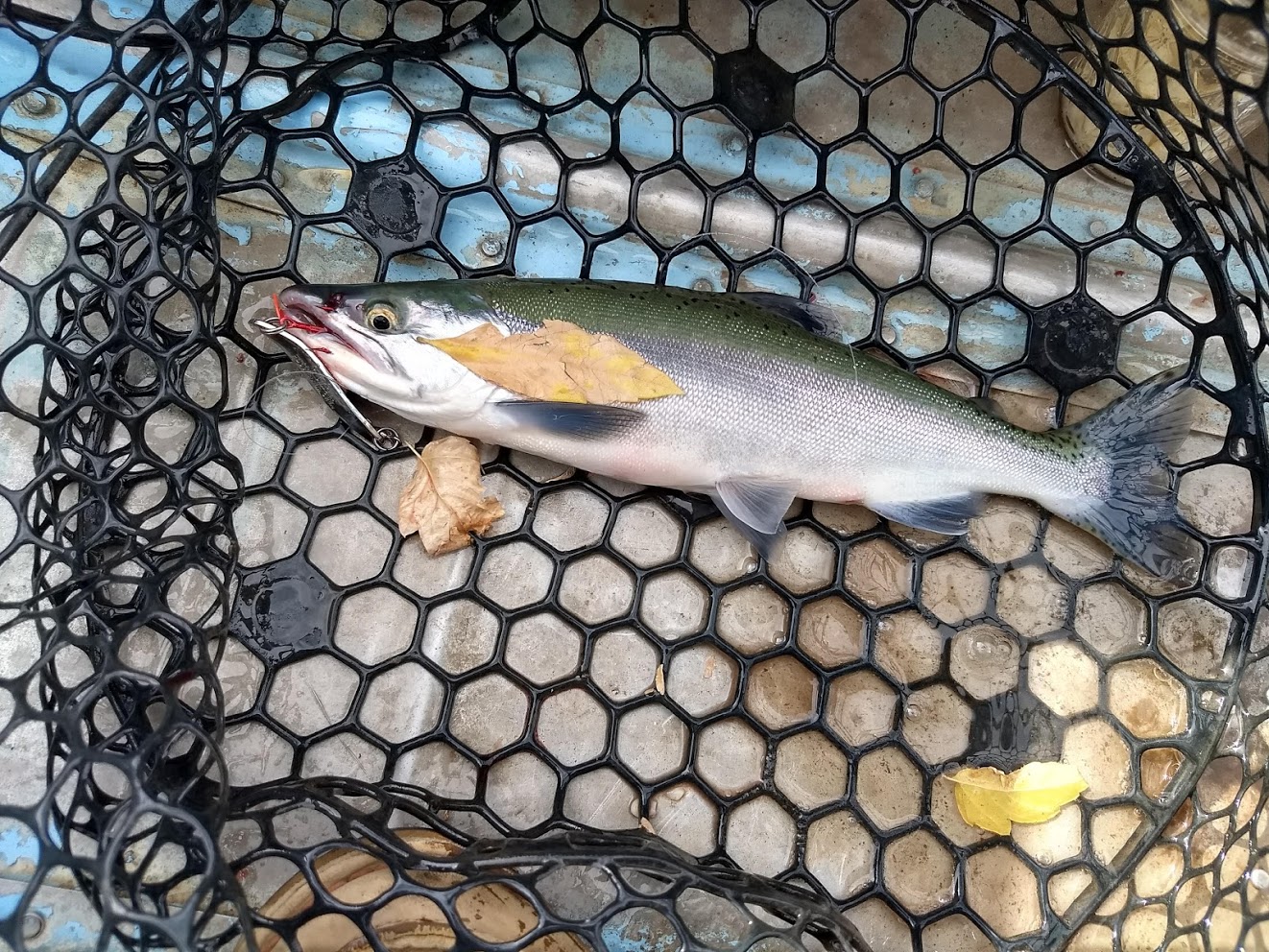 where to catch kokanee salmon in colorado