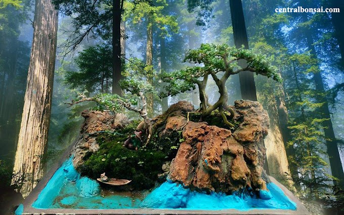 Beberapa Jenis ukuran Dan Bentuk Bakalan Bonsai