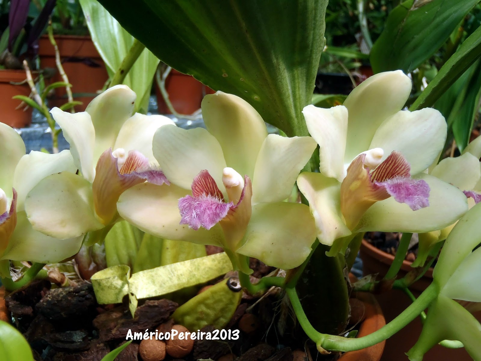 Orquídeas soltas: Bifrenaria 'Sweet Lime'