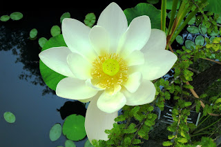 Lotus Flower HD wallpapers