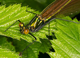 Banded Demoiselle, Calopteryx splendens.  Female.  In a riverside meadow near Leigh on 19 May 2012