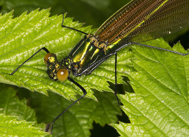 Banded Demoiselle, Calopteryx splendens.  Female.  In a riverside meadow near Leigh on 19 May 2012