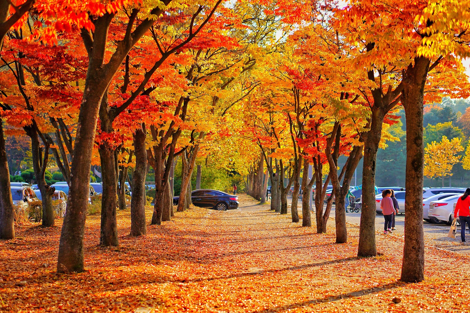 Must Visit Place to Enjoy Autumn in South Korea (Part I)
