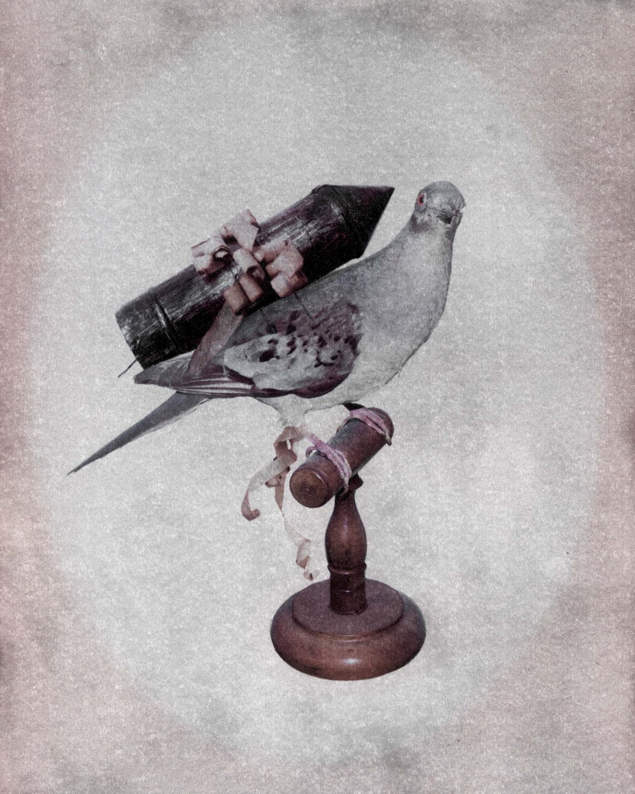 Forever Ago Photo 3/3/11 Instant Messenger Pigeon