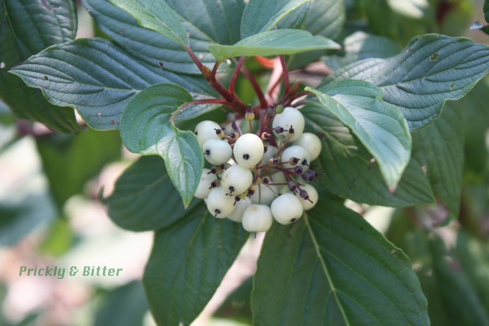 Prickly And Bitter The red Osier Dogwood