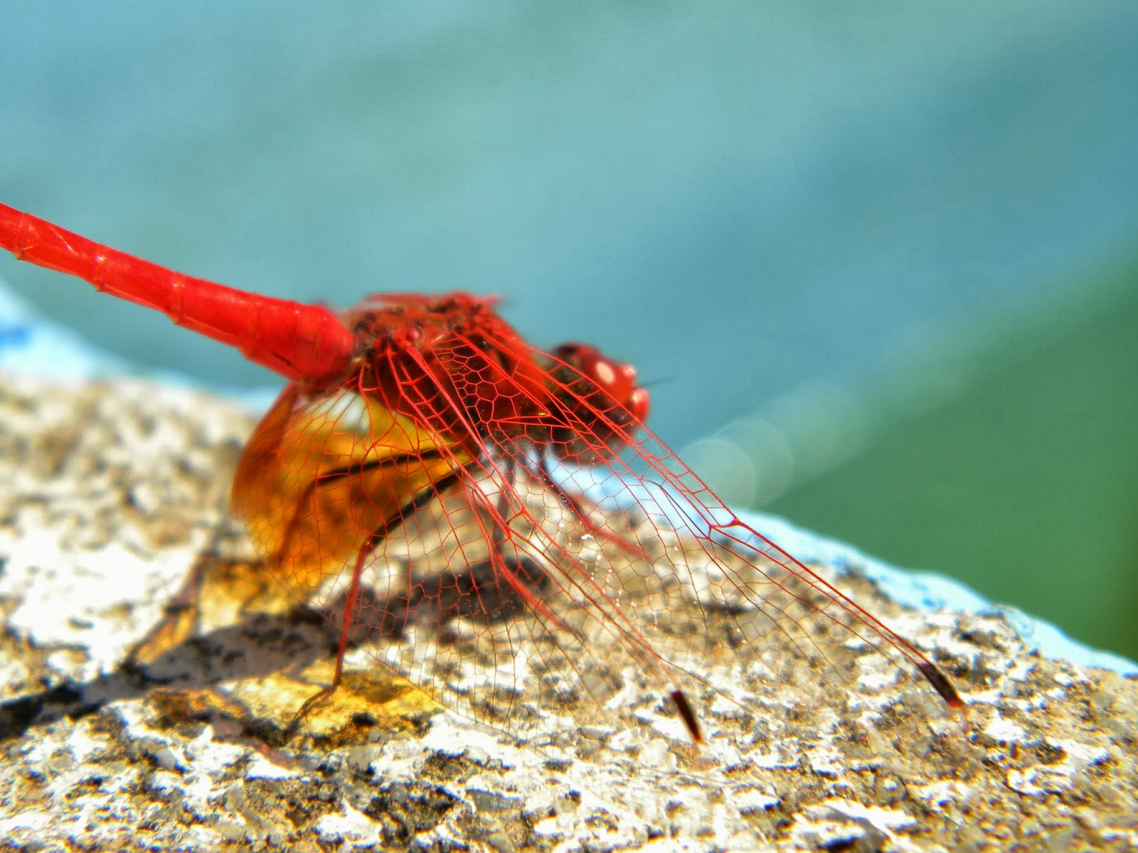 El Huerto de Tatay Que hacen