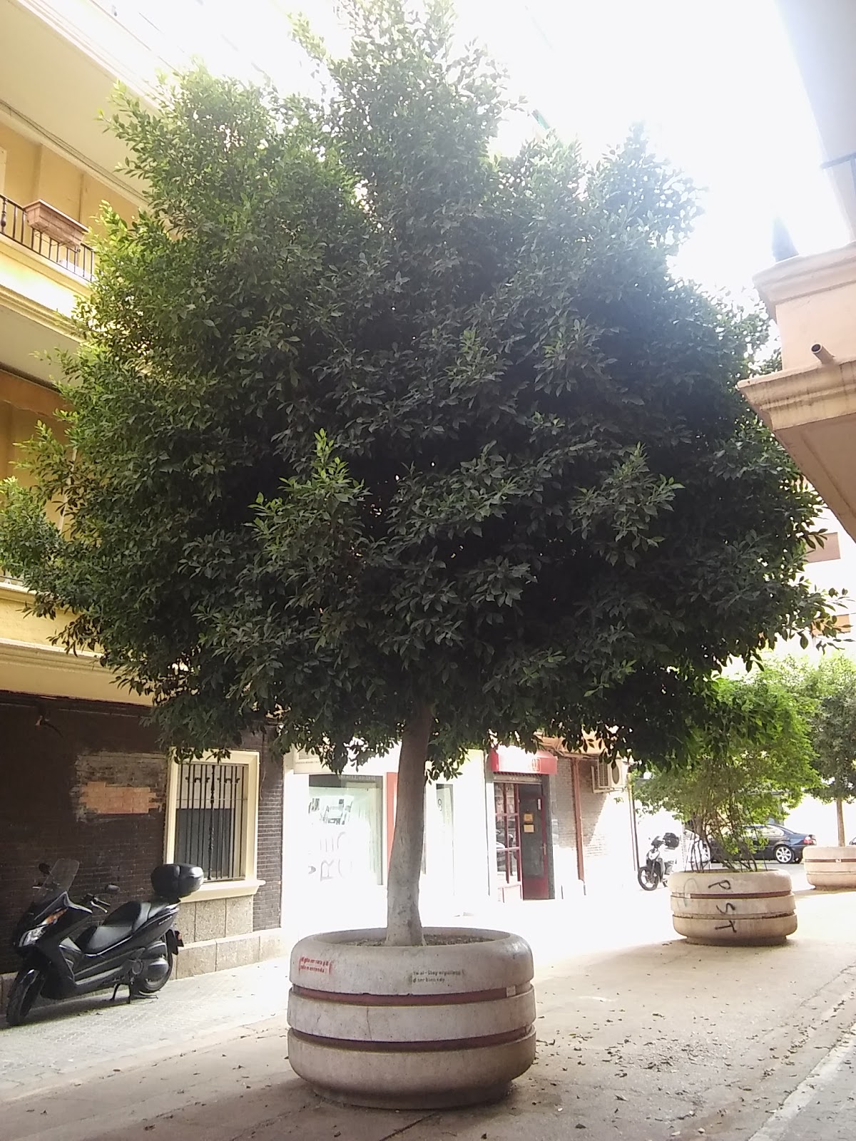 Cultura de Sevilla: Los árboles en maceta, una solución a las calles  desérticas