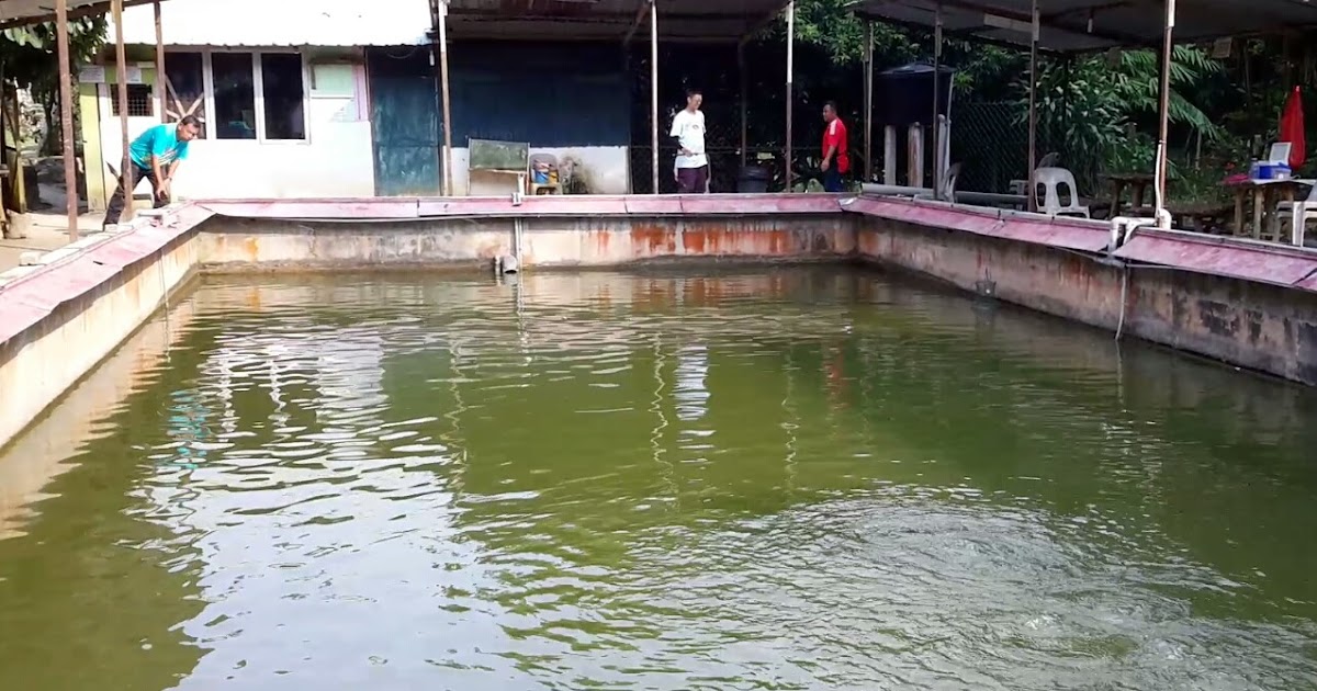 pembersihan kolam udang windu