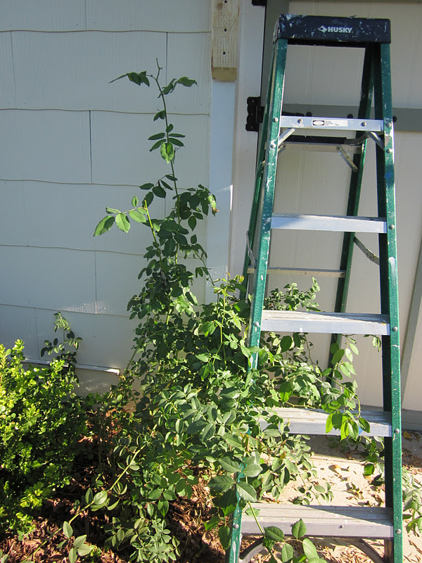 la maison LaFortune DIY Over the Carriage Doors Rose Trellis
