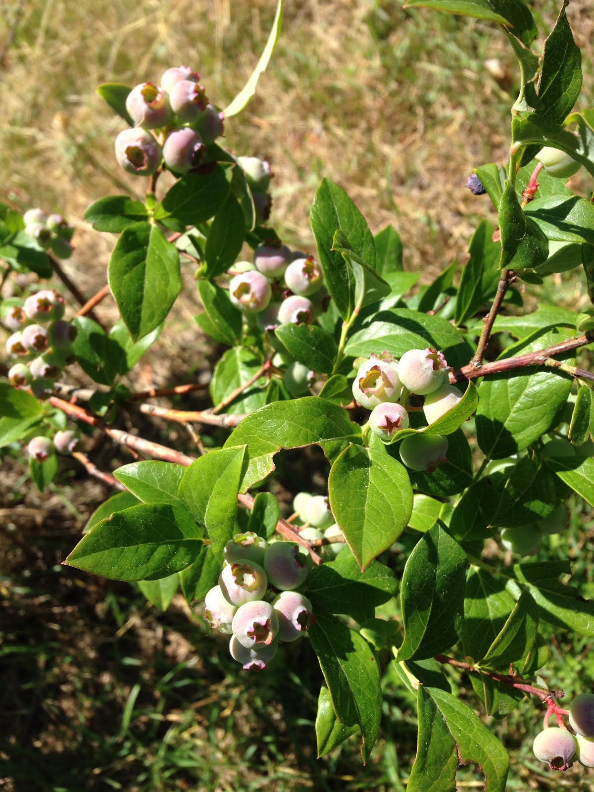 The Histories blueberries