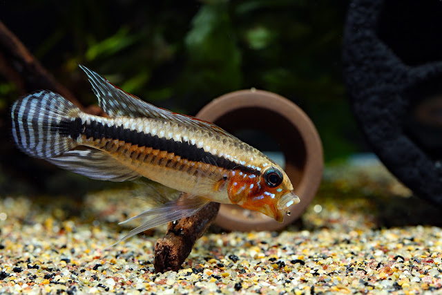 Apistogramma sp. miua