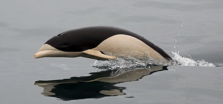 Delfín liso meridional