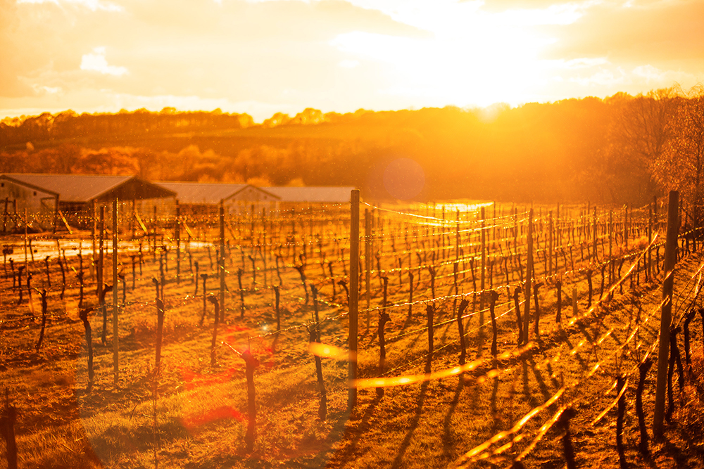 Bluebell Vineyard tour and tasting Hindleap English sparkling wine