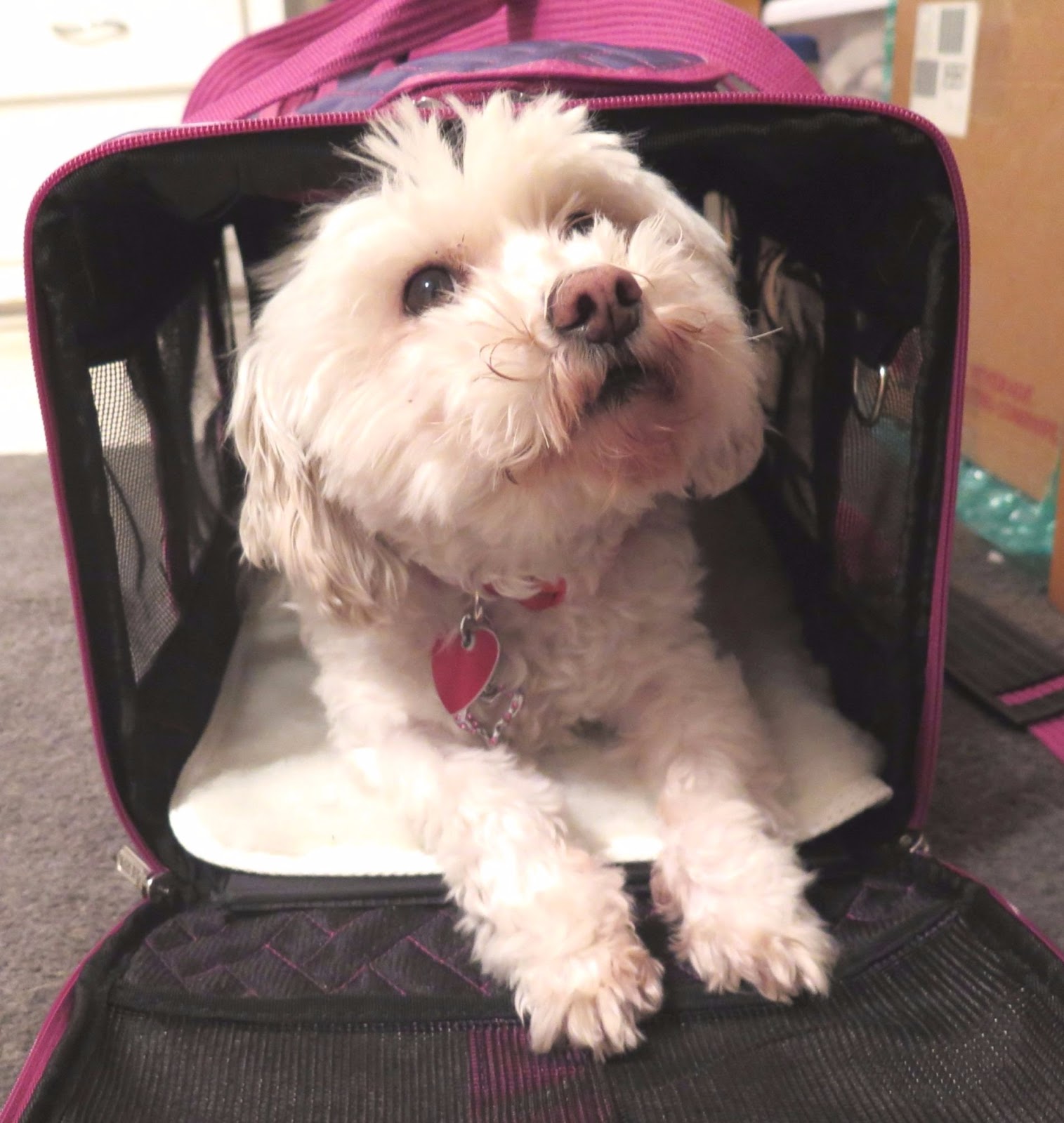Dogs Luv Us and We Luv Them Tips For Air Travel With Pets