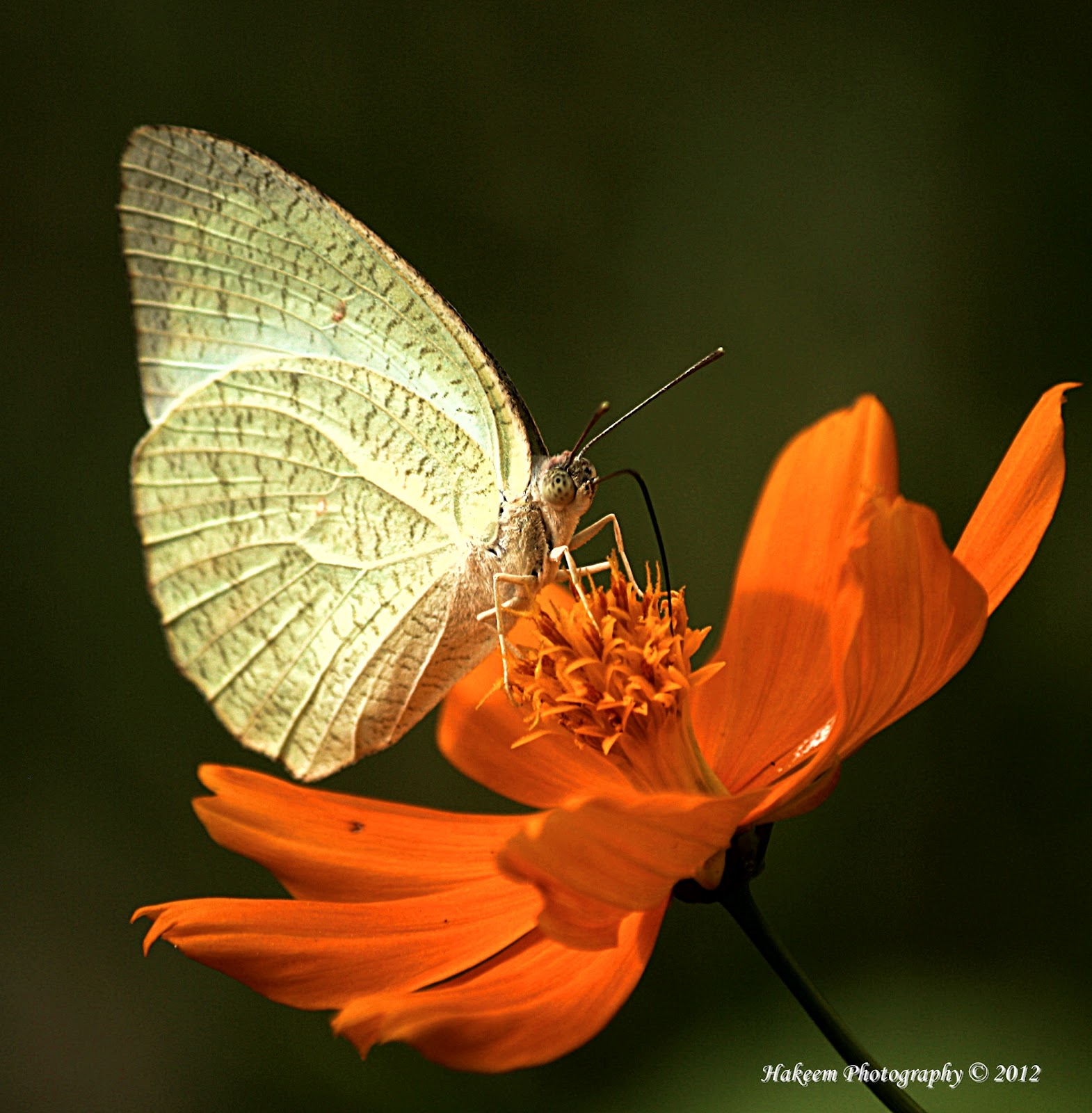 Hakeem Photography Butterfly drinking nectar