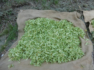 Récolte sur un bourras, jute de 2x2m environ, malooka