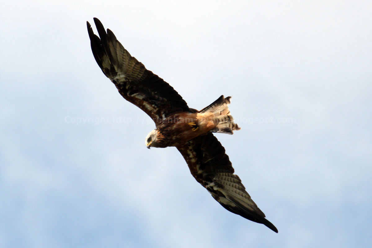 Greenham Birding Red Kite Hunting