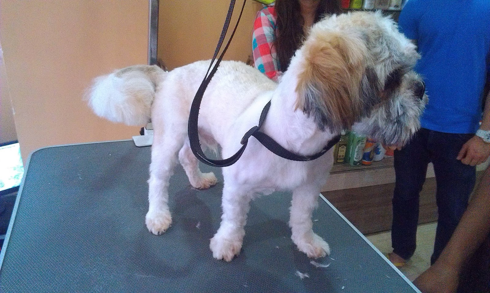 DOGS 101 The groomer said my dog is matted! What does this mean?