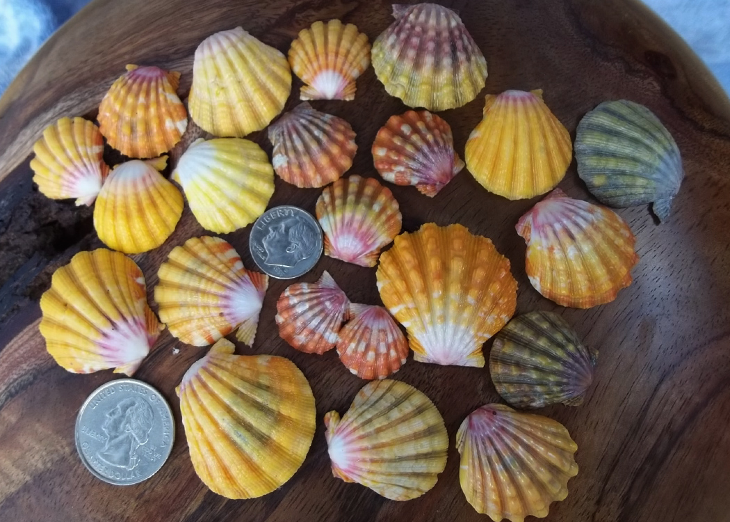 Sunrise Over Kauai New Group of Sunrise Shells