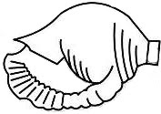 Pututo Dibujo del pututo para colorear
