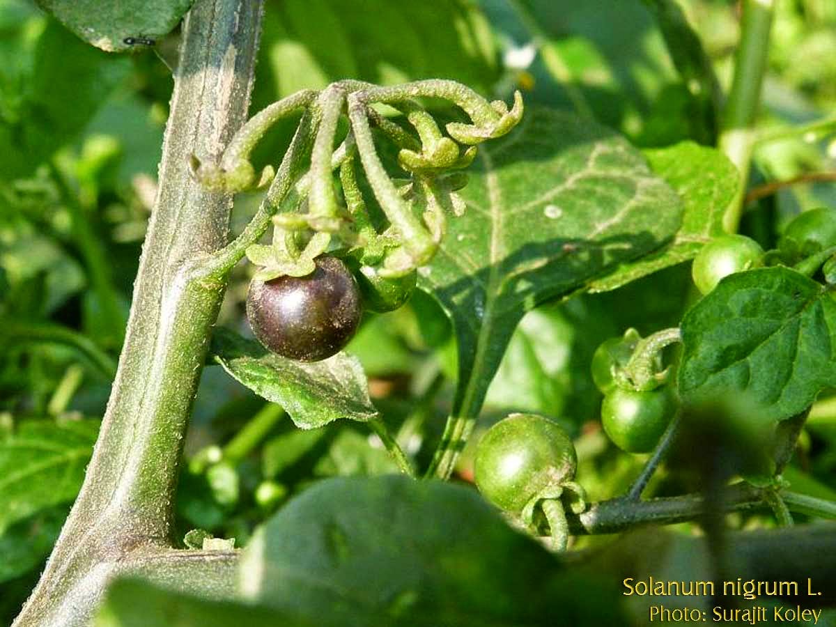 modnes Ewell ægtefælle Medicinal Plants: Solanum nigrum, Black Night Shade, Manatakkali,  kakamachi, Mokoi