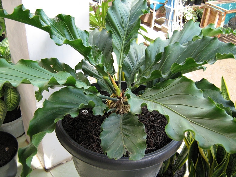 How to Plant and Take Care of Ornamental Flower Plants Waves of Love