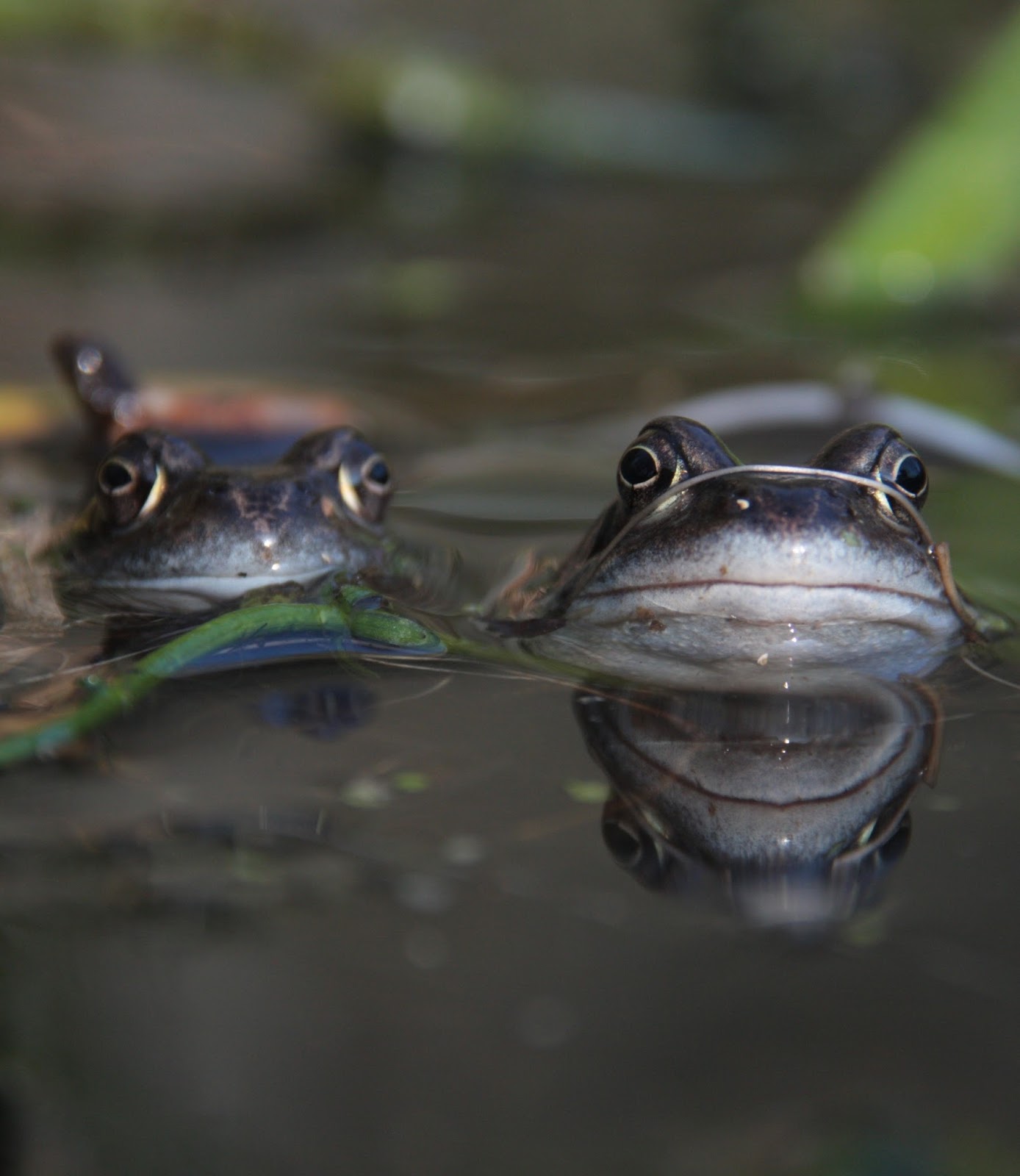 An interesting photo of two frogs.