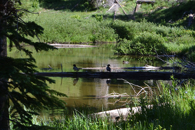 ducks on a log