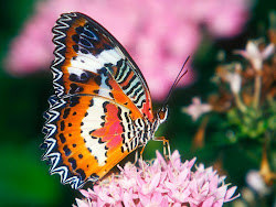 pink butterfly flowers desktop wallpapers butterflies downloads