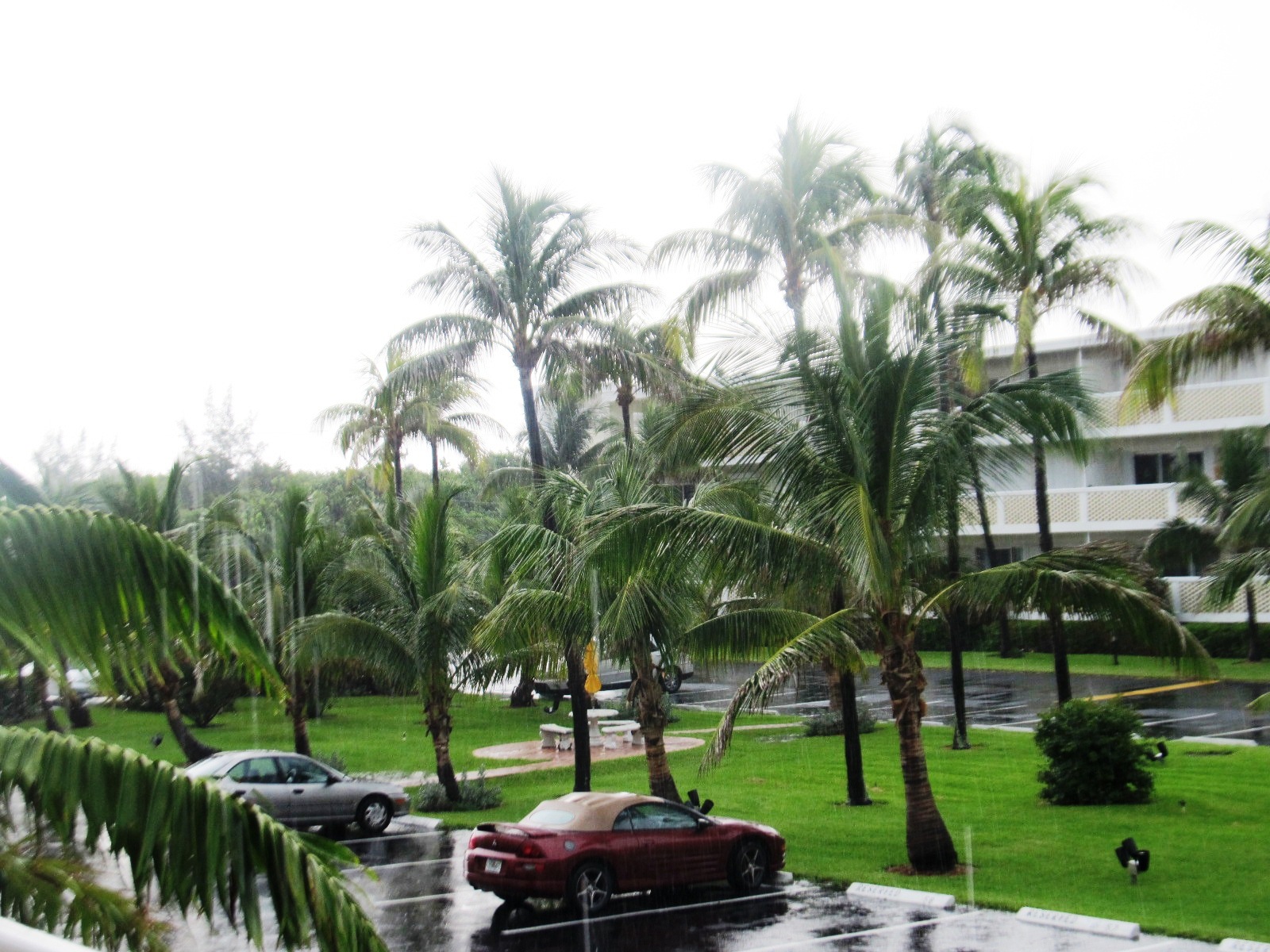Food and Thrift End of the Mango Season in S. Florida